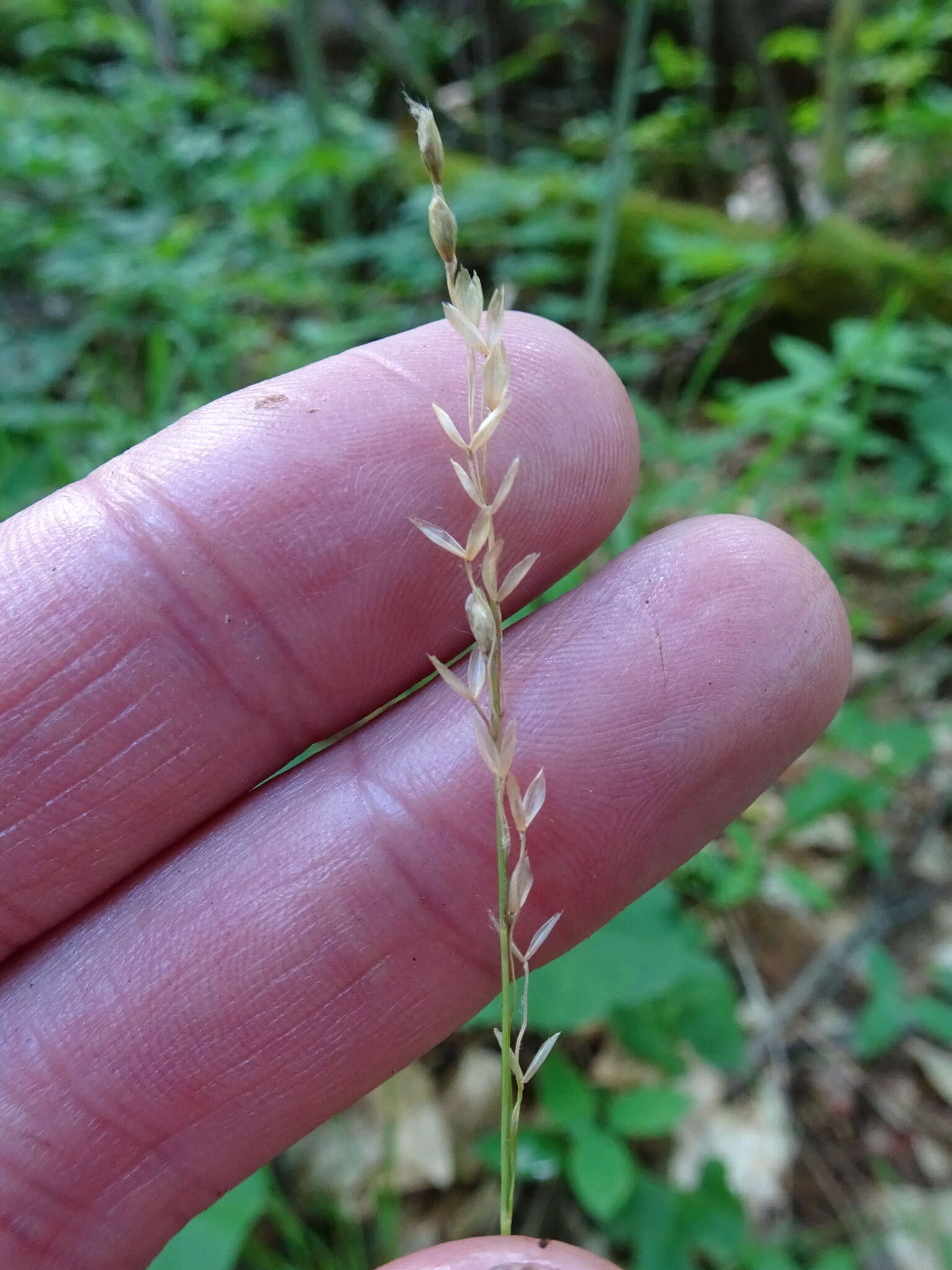 Image of mountain ricegrass