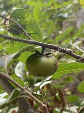 Image de Diospyros rosei Standl.