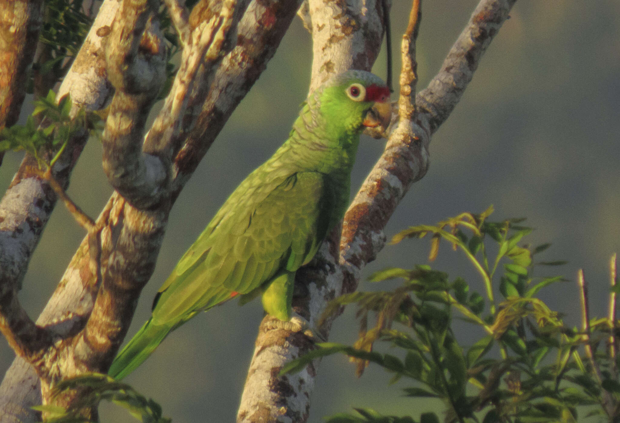 Image of Amazona autumnalis salvini (Salvadori 1891)