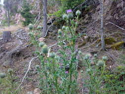 Image of Spear Thistle