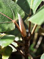 Image of Ficus padana Burm. fil.