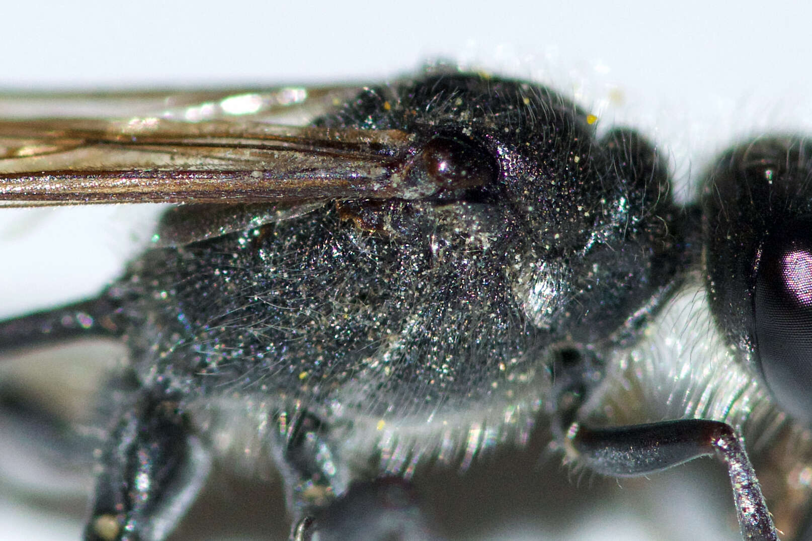 Image de Ammophila azteca Cameron 1888