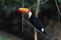 Image of Toco Toucan