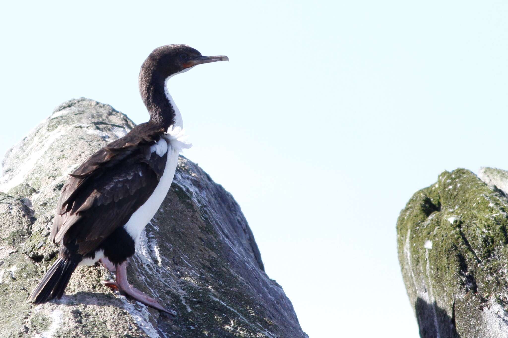 Image of Otago Shag