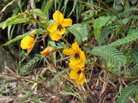 Sivun Chamaecrista glandulosa (L.) Greene kuva