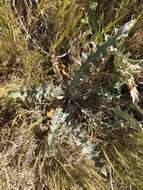 Plancia ëd Cirsium mohavense (Greene) Petr.