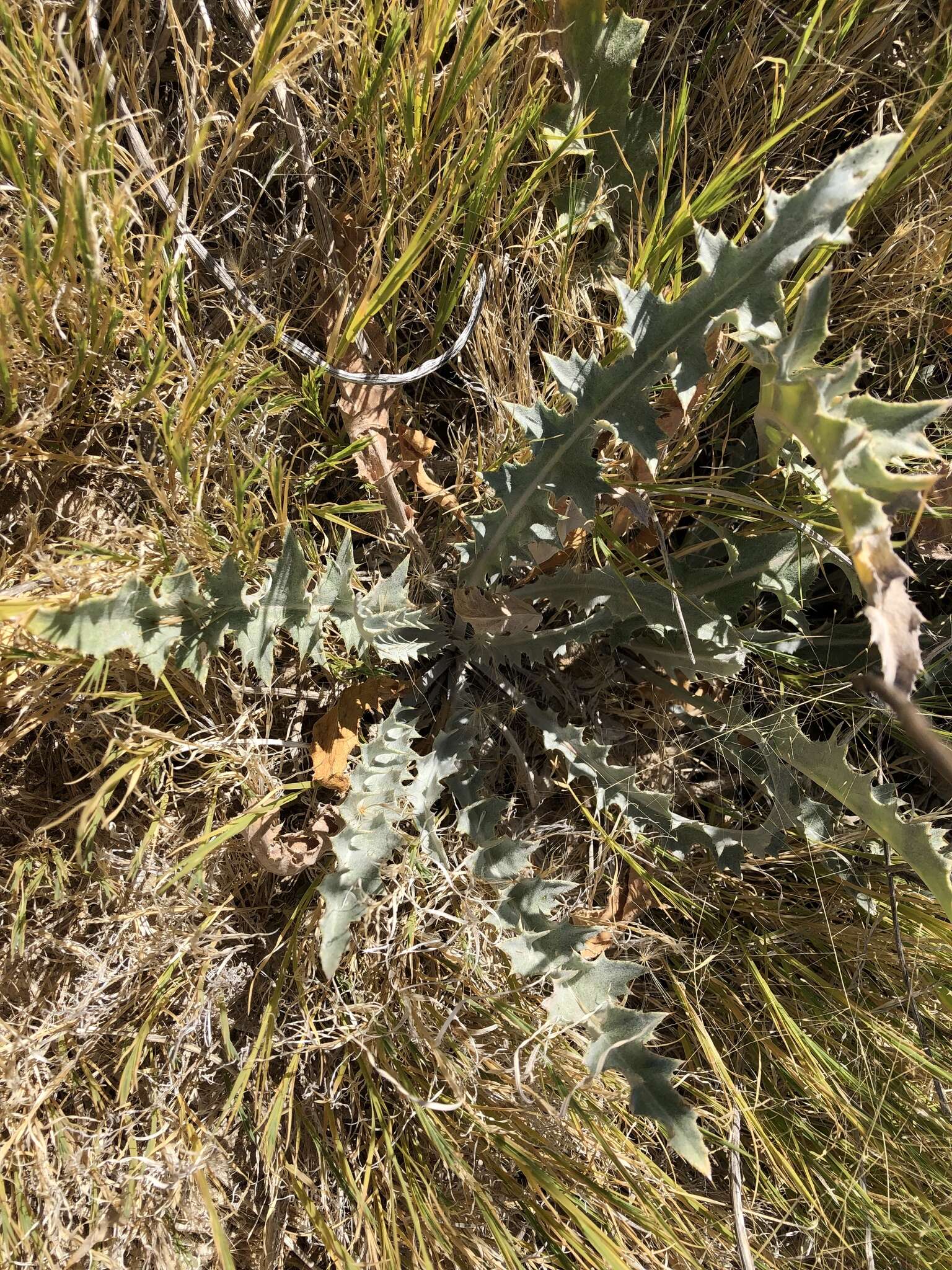 Plancia ëd Cirsium mohavense (Greene) Petr.