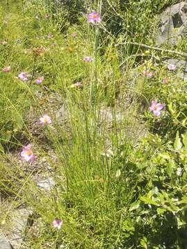 Image of Cosmos crithmifolius Kunth