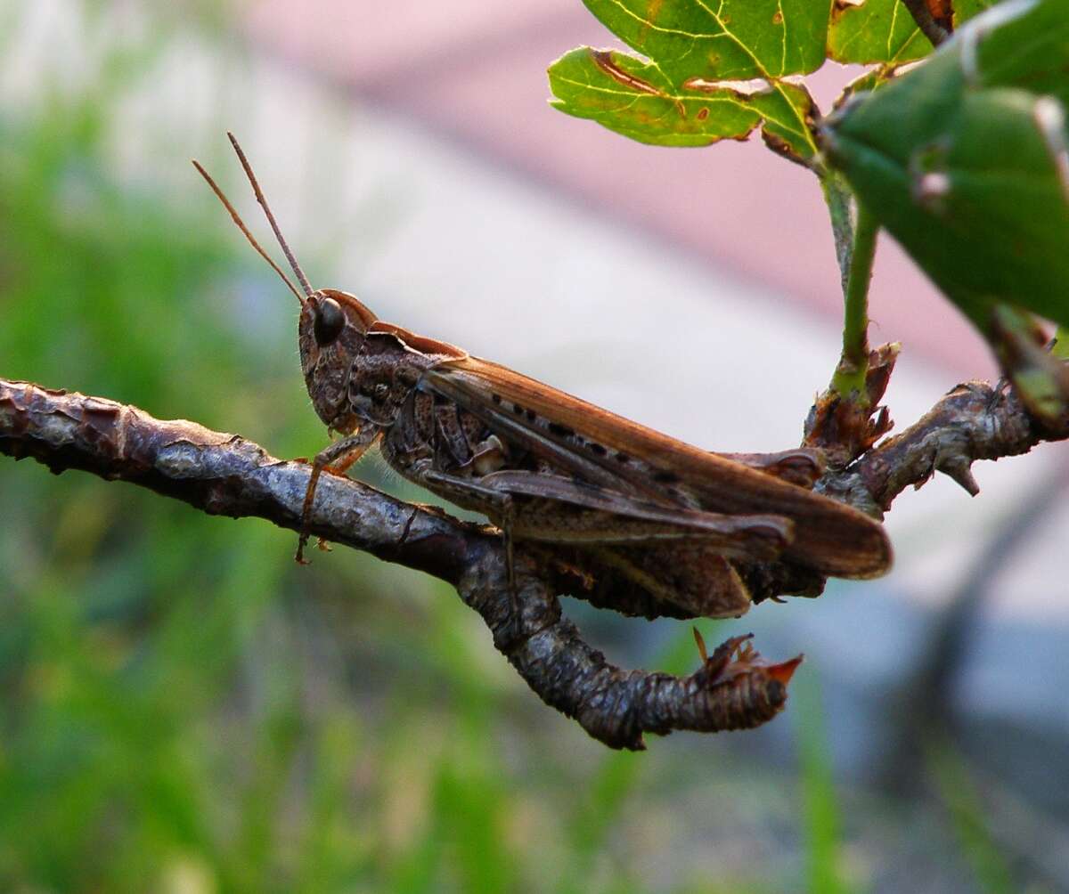 Chorthippus (Glyptobothrus) biguttulus (Linnaeus 1758) resmi