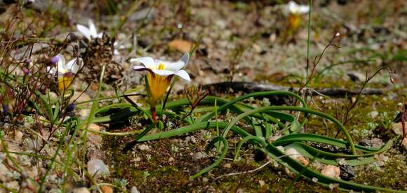 Image of Romulea toximontana M. P. de Vos