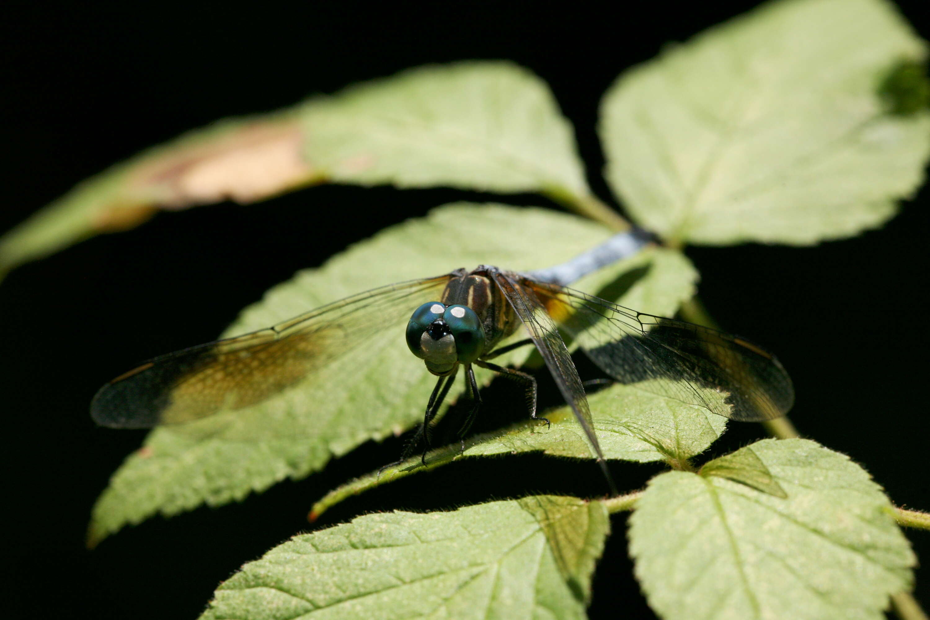 Image of Blue Dasher