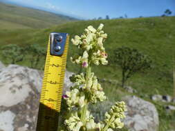 صورة <i>Coleus calycinus</i>