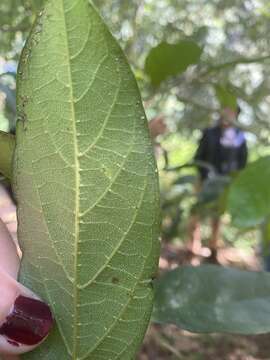 Image of Alangium polyosmoides subsp. tomentosum