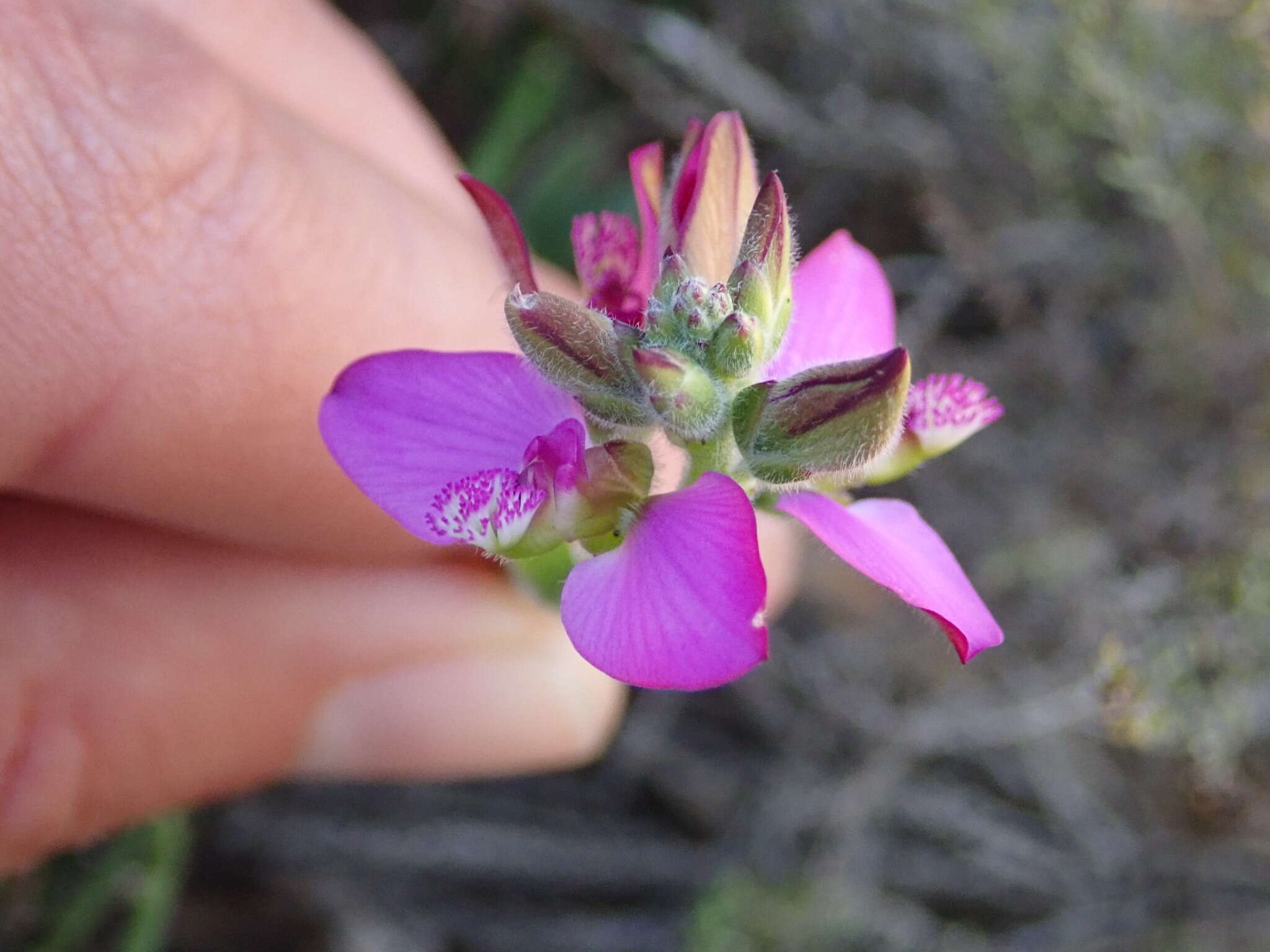 Polygala pubiflora Burch. ex DC.的圖片