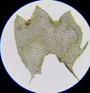 Image of Neoorthocaulis floerkei (F. Weber & D. Mohr) L. Söderstr., De Roo & Hedd.