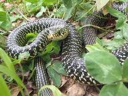 Image of Whip Snakes