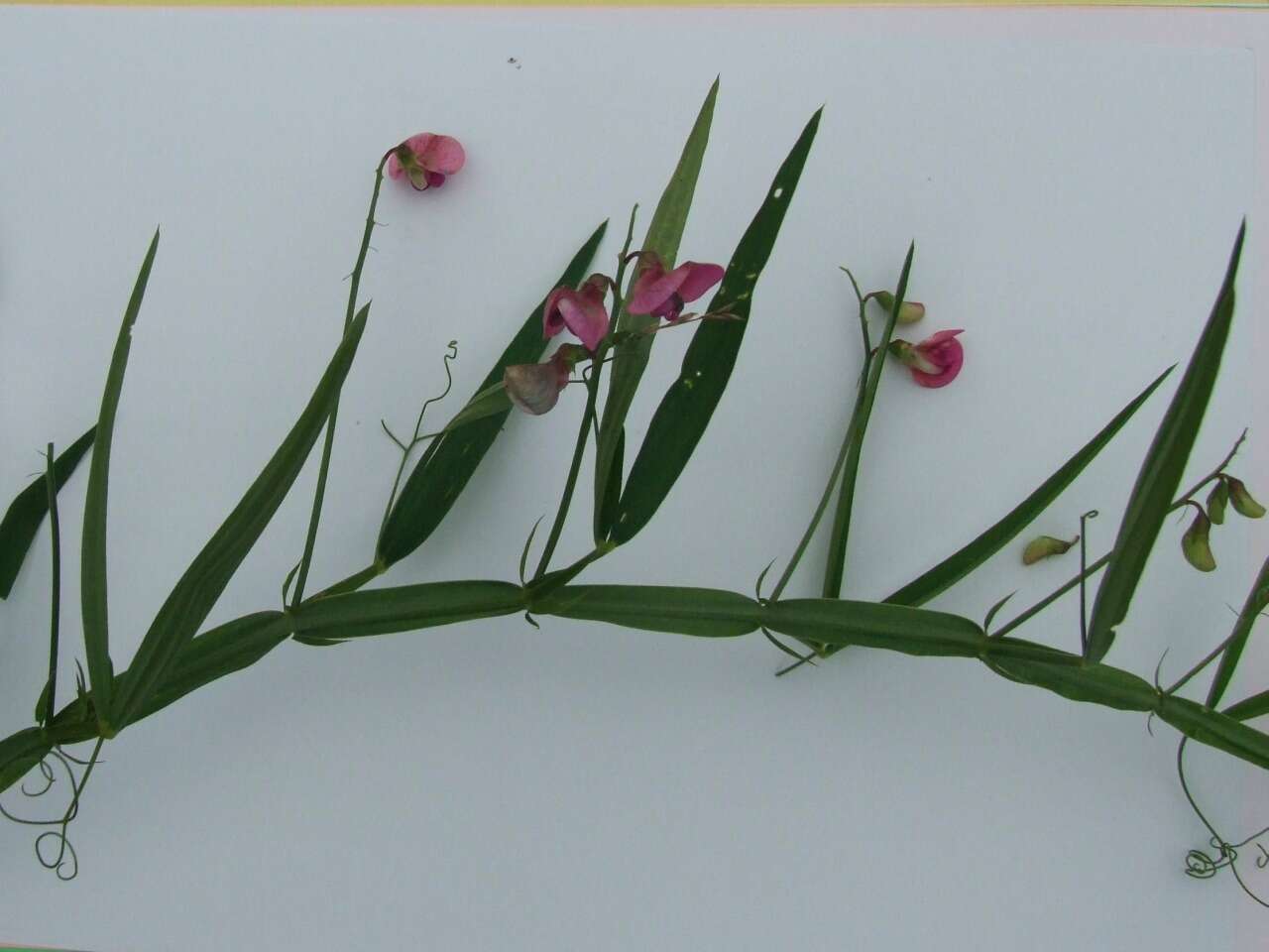 Lathyrus hirsutus L.的圖片