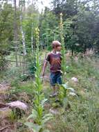 Image of Great Mullein