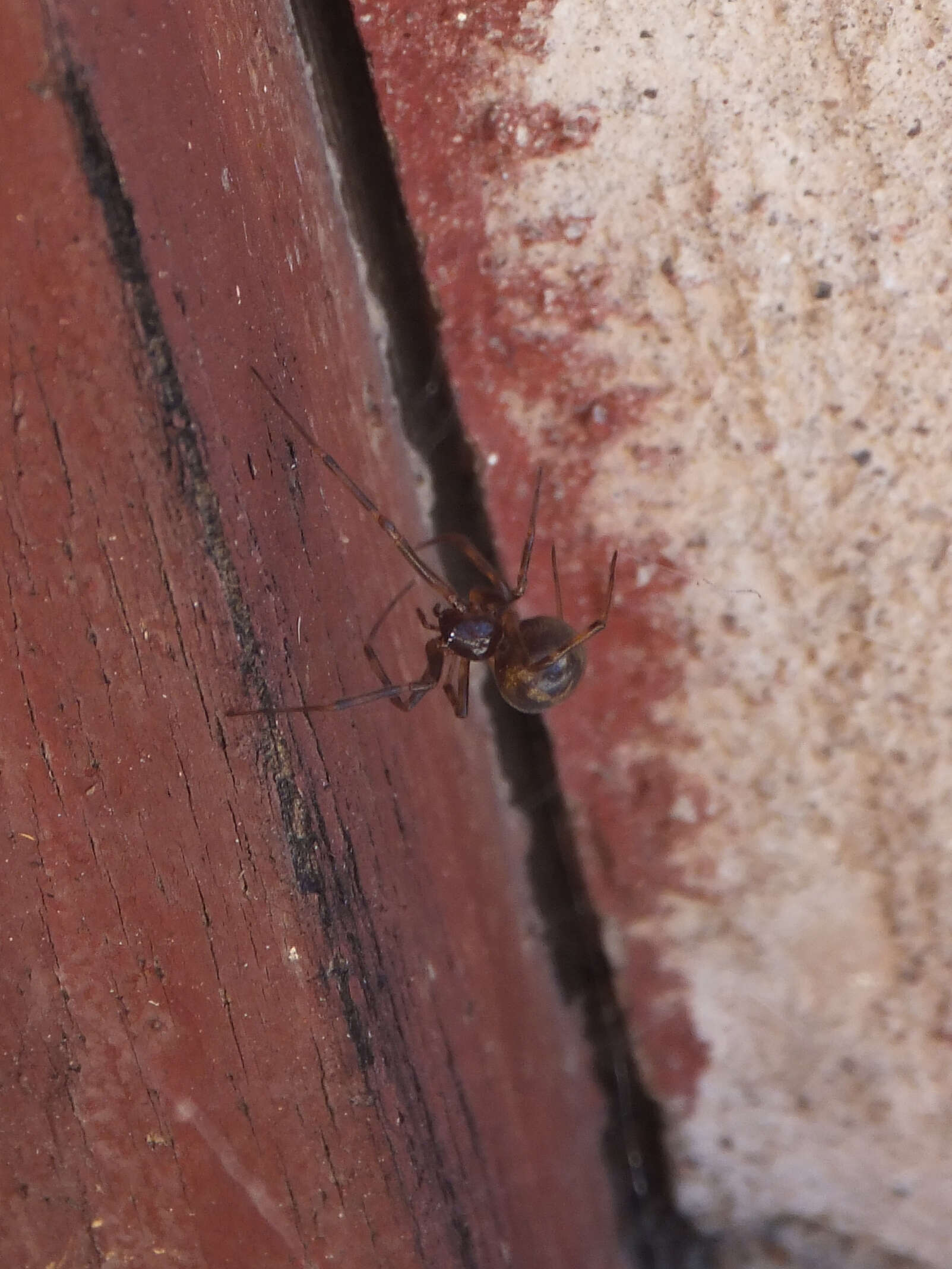 Image of Triangulate cobweb spider