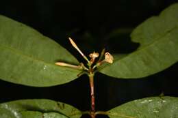 Image of Ixora aluminicola Steyerm.