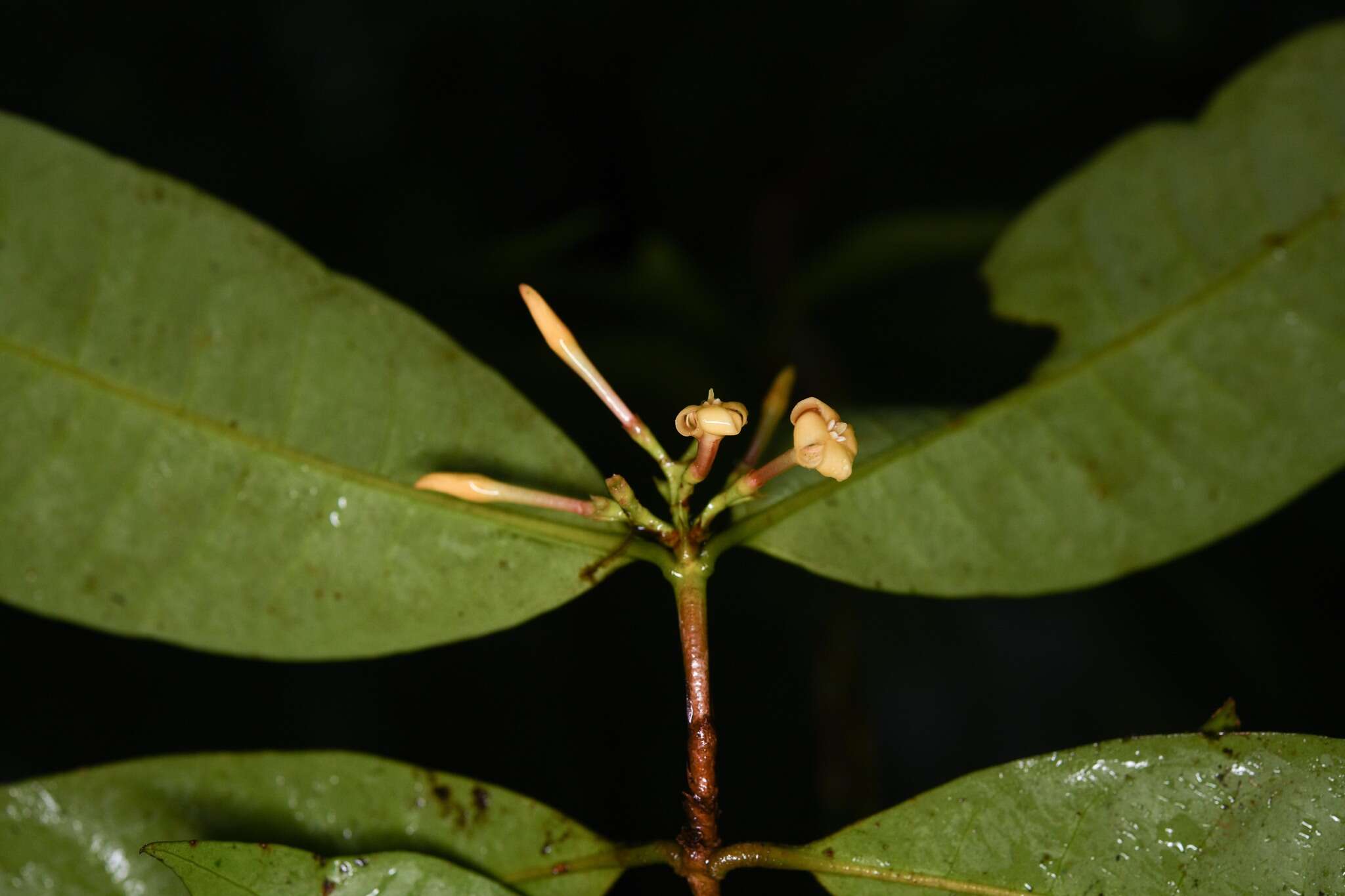 Image of Ixora aluminicola Steyerm.