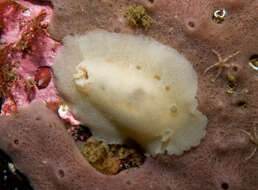 Image of grey sea slug