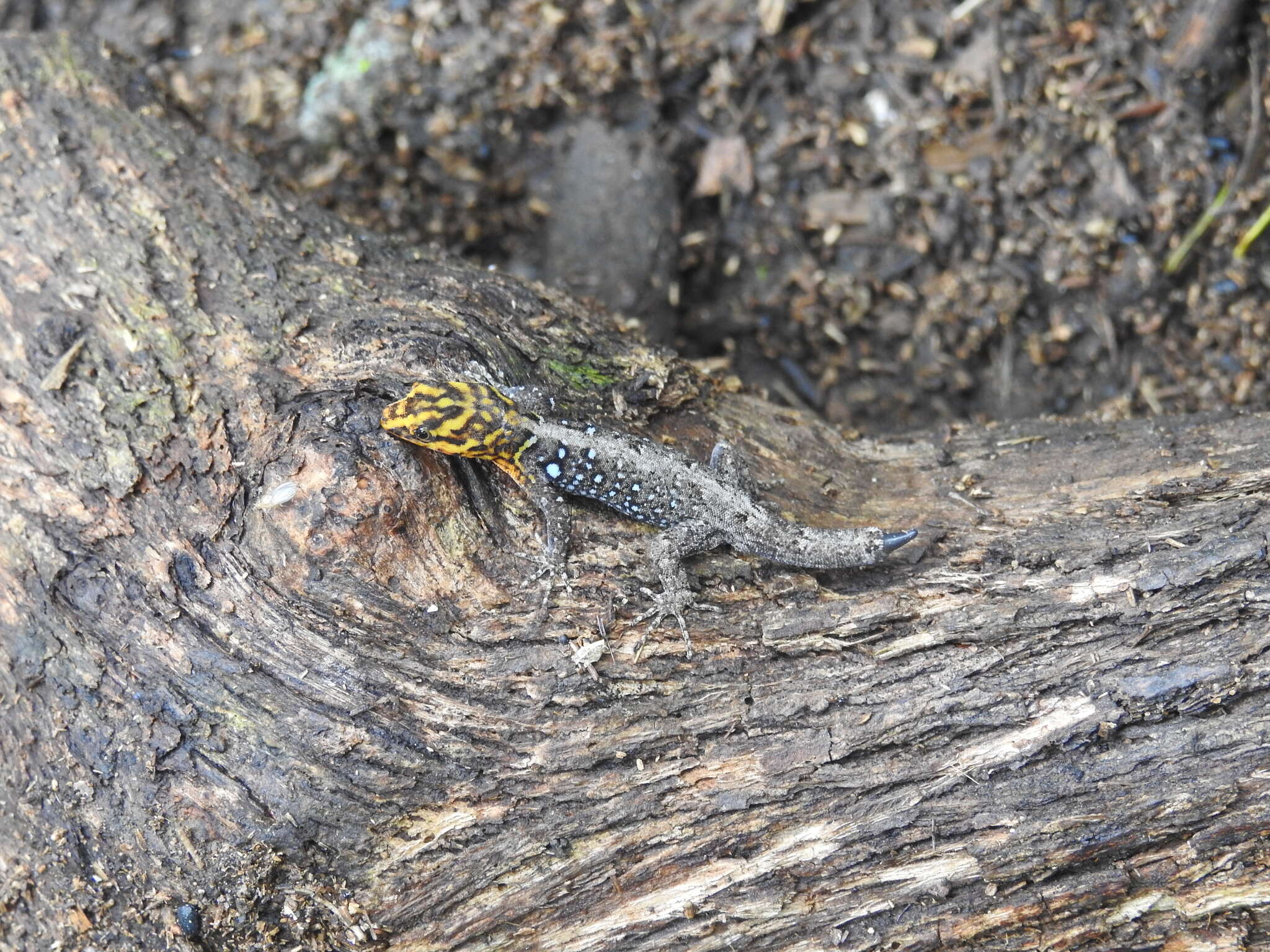 Image of Shieldhead Gecko