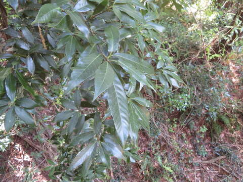 صورة Quercus myrsinifolia Blume