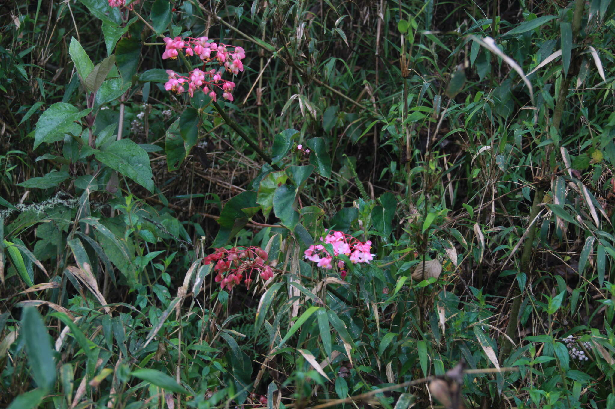 Image of Begonia fissistyla Irmsch.