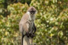 Image of Pale-thighed Langur