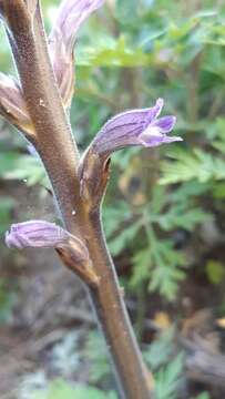 Image of Phelipanche purpurea (Jacq.) Soják