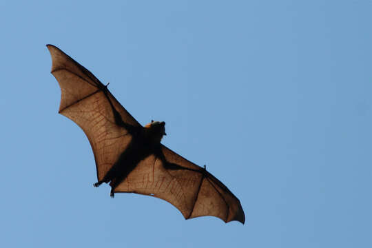 Image of Black Flying Fox