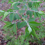 Image of Amur honeysuckle