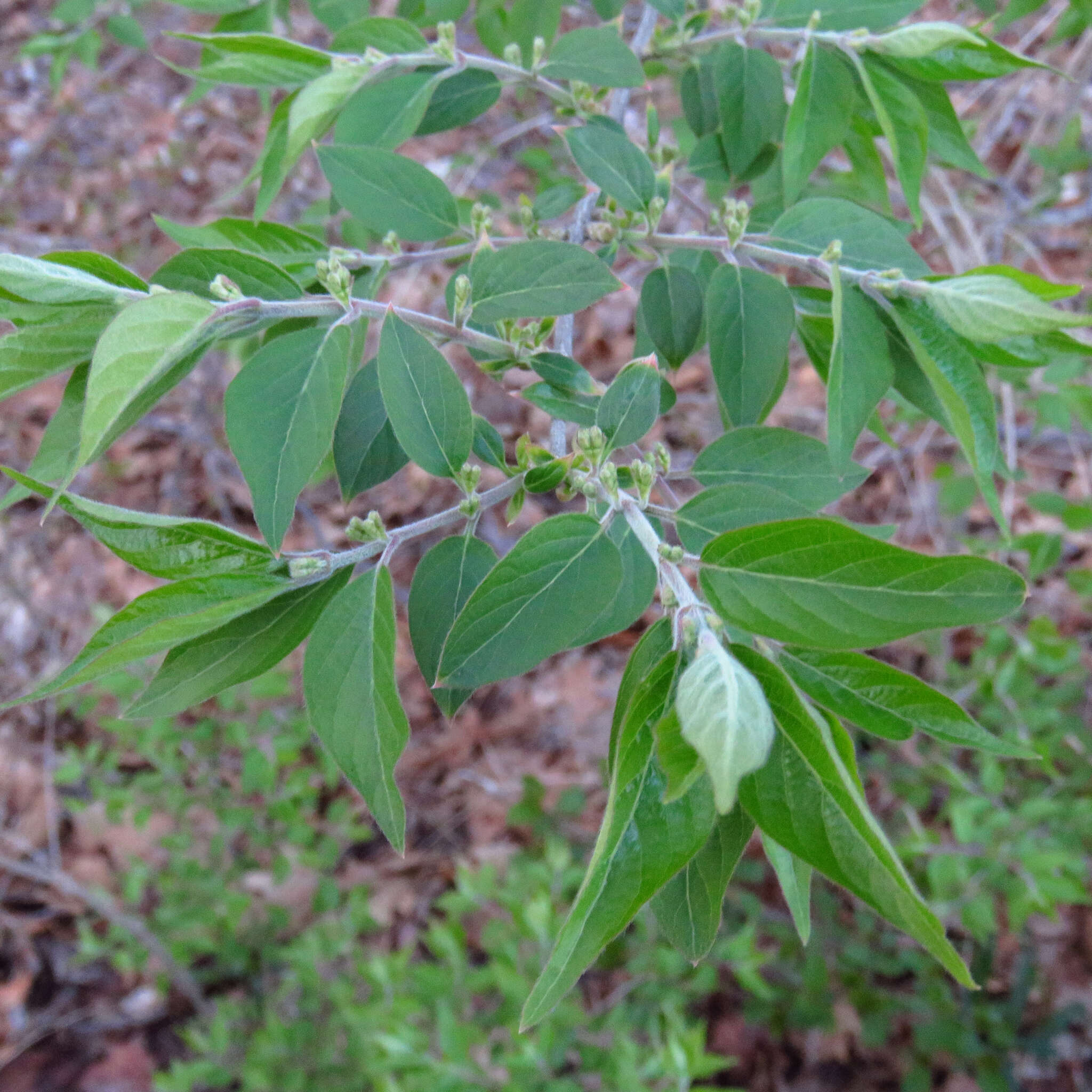 Imagem de Lonicera maackii (Rupr.) Maxim.