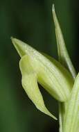 Image of Small-flowered serapias