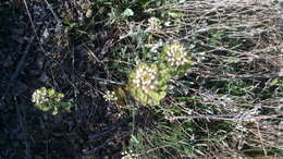 Image of <i>Noccaea perfoliata</i>