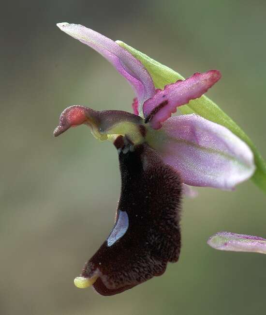 Image of Bertoloni's Ophrys