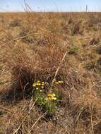 Image de Helichrysum aureum var. monocephalum (DC.) Hilliard