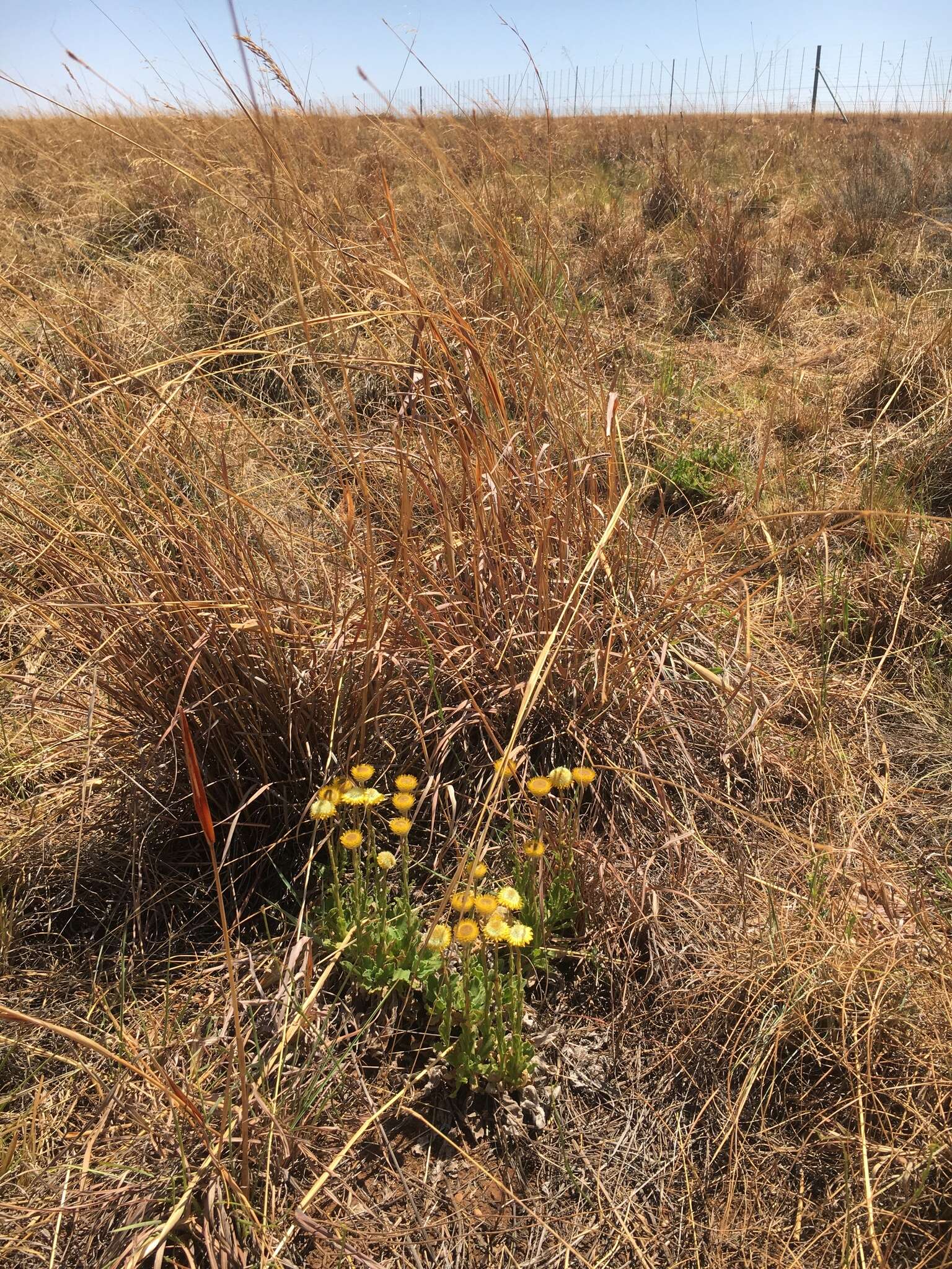 Image of Helichrysum aureum var. monocephalum (DC.) Hilliard