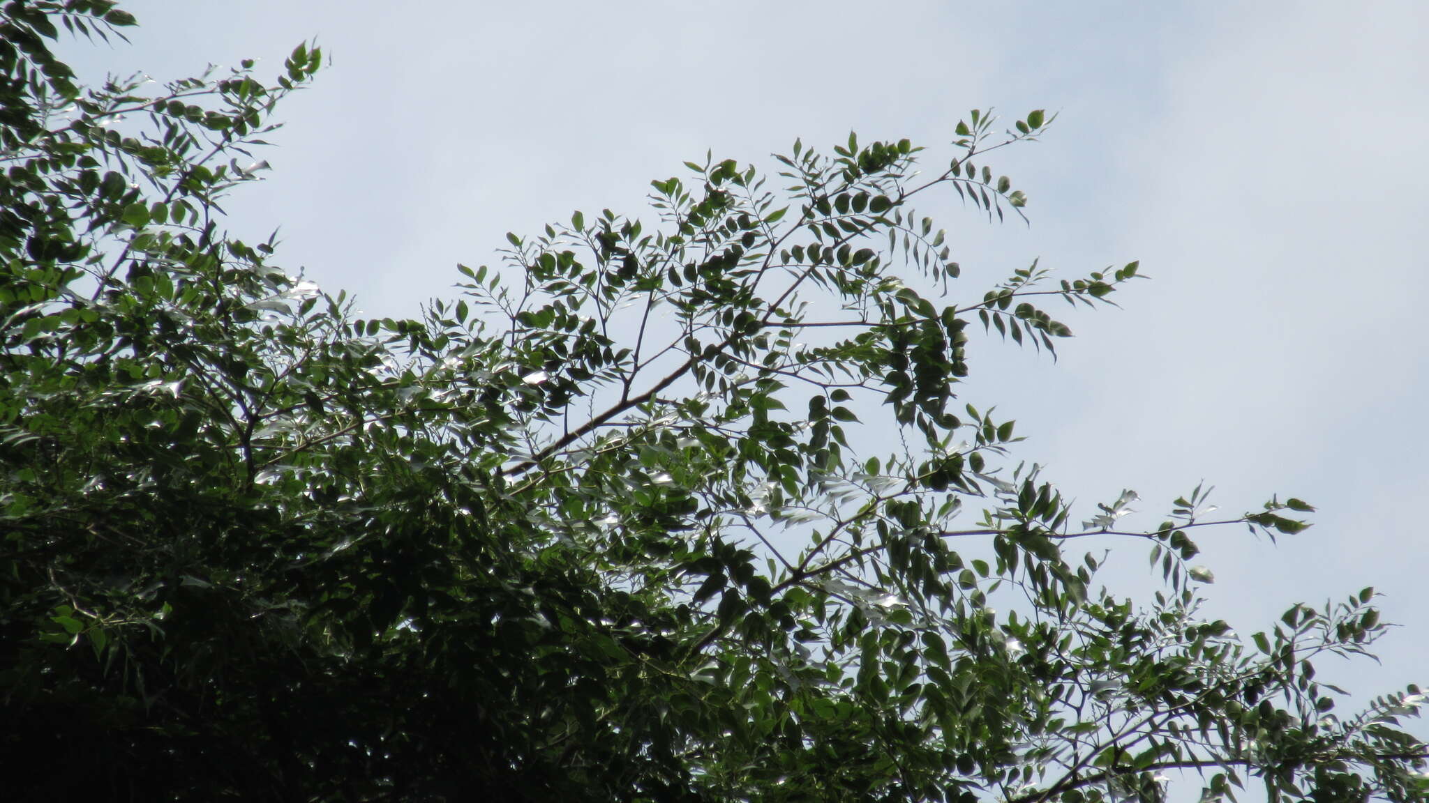 Image of Copaifera aromatica Dwyer