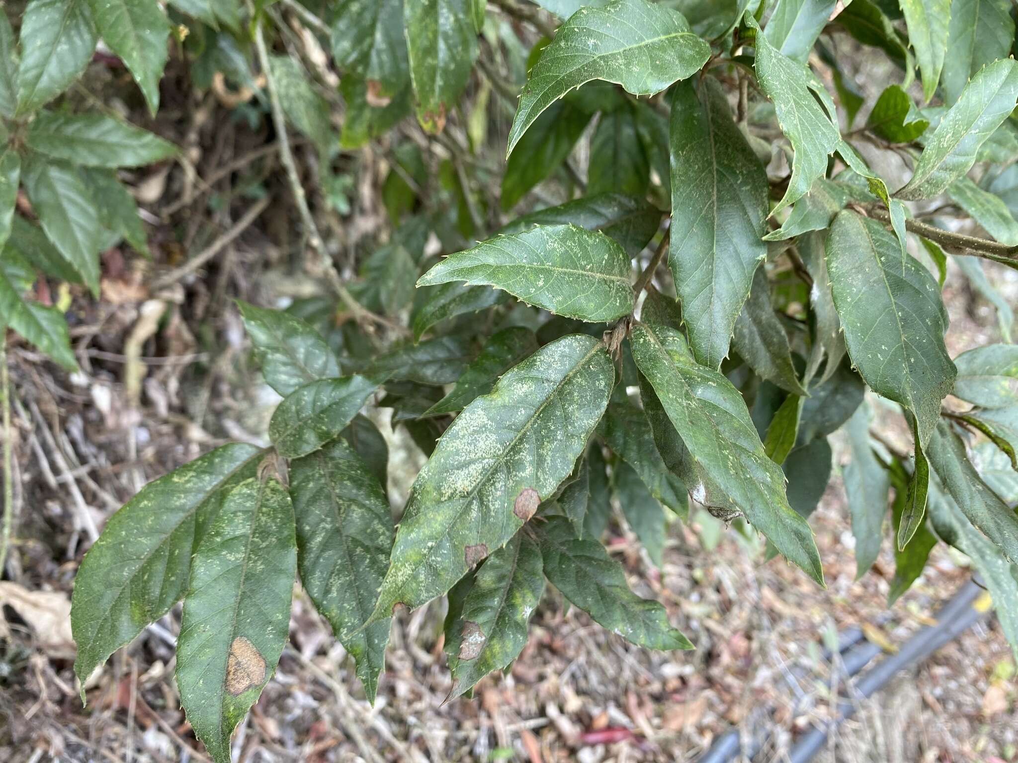 Image of Quercus spinosa subsp. miyabei (Hayata) A. Camus