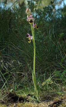 Image of Sawfly orchid