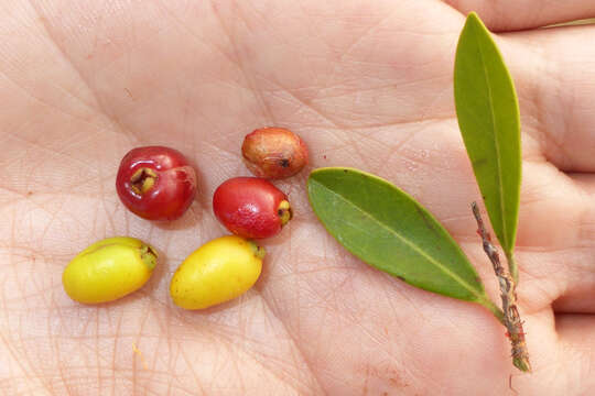 Image of Eugenia punicifolia (Kunth) DC.