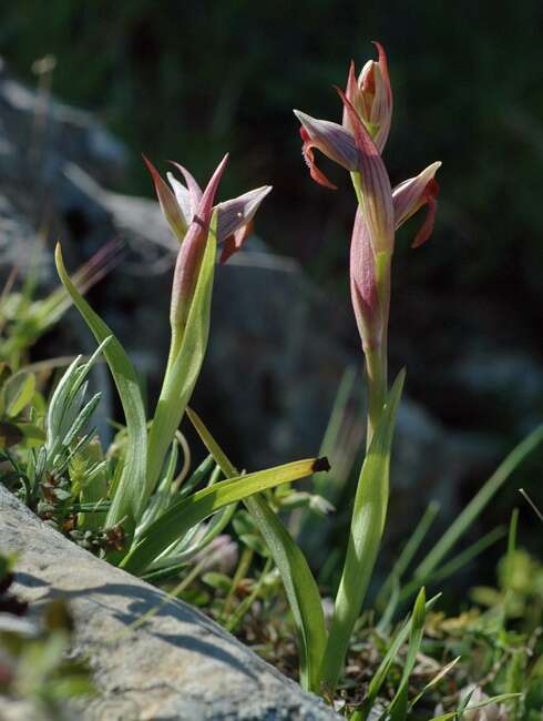 Image of Small-flowered serapias