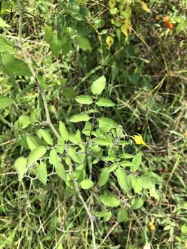 Image of currant tomato