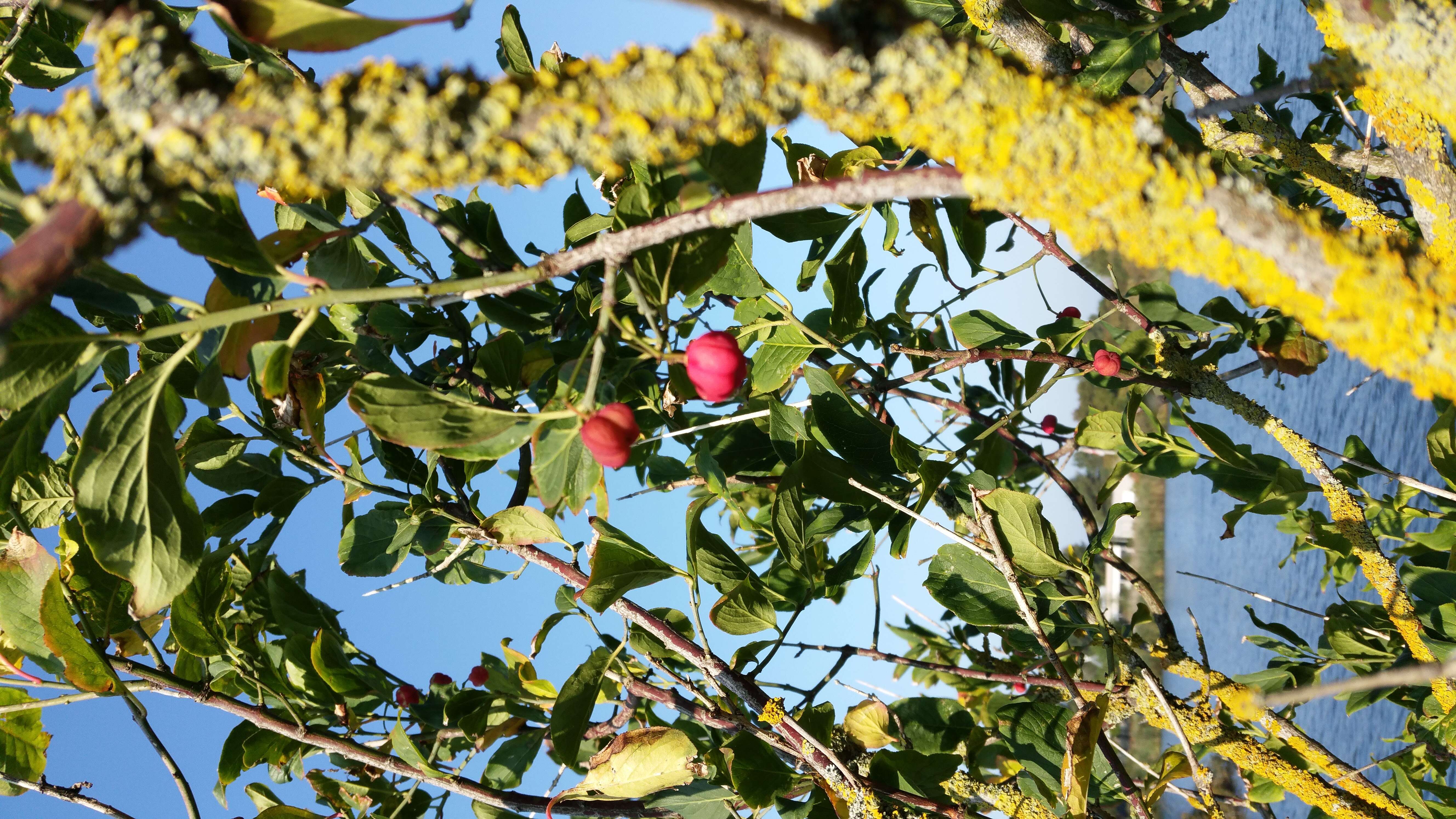 Image of Common spindle tree