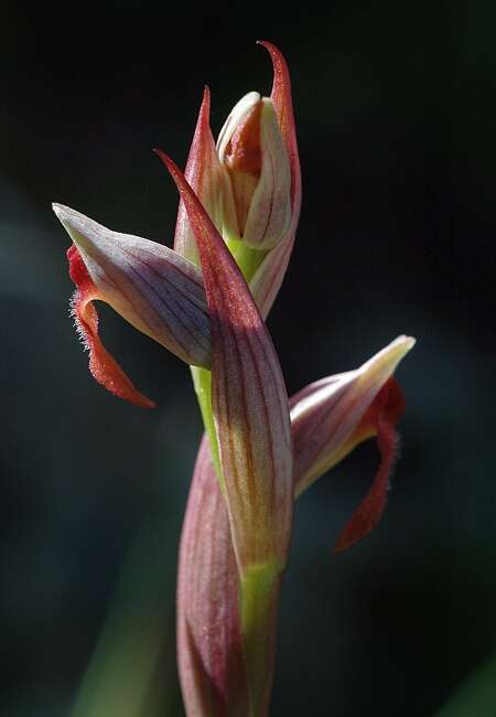 Image of Small-flowered serapias