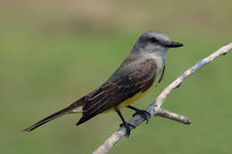 Image of Tropical Kingbird