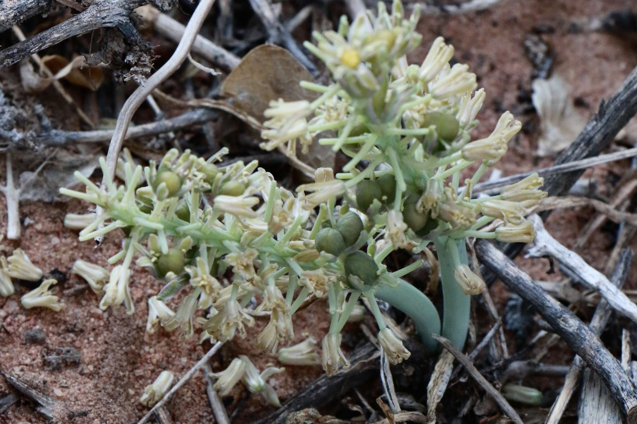 Слика од Ledebouria undulata (Jacq.) Jessop