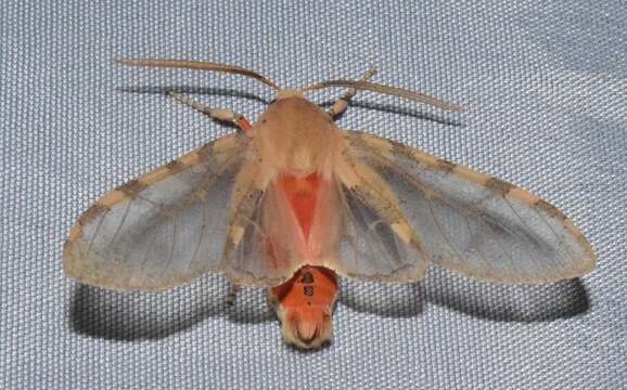 Image of Edwards' Glassy-wing